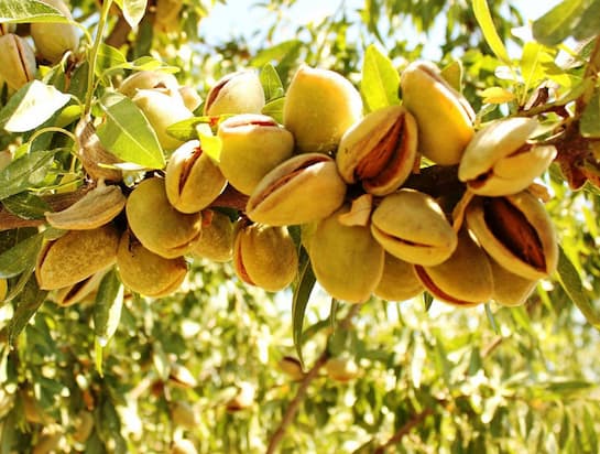 تصویر 3 از قیمت بادام سنگی ایرانی با کیفیت ارزان + خرید عمده